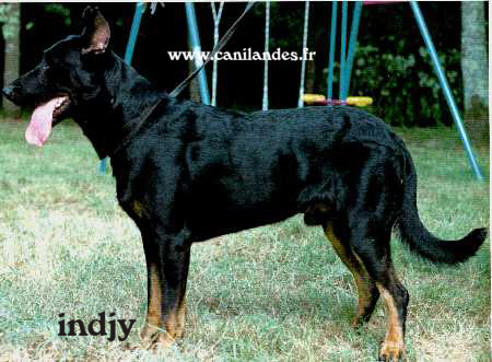 Publication : Des loups du coin de la fontaine