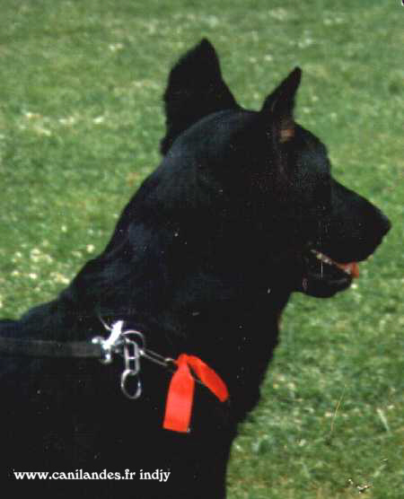 Publication : Des loups du coin de la fontaine