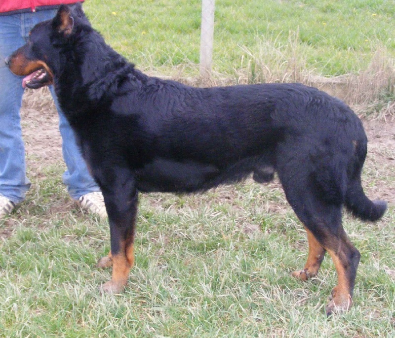 Publication : Des loups du coin de la fontaine Auteur : ww;canilandes.fr