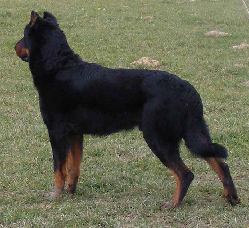 Publication : Des loups du coin de la fontaine Auteur : ww;canilandes.fr