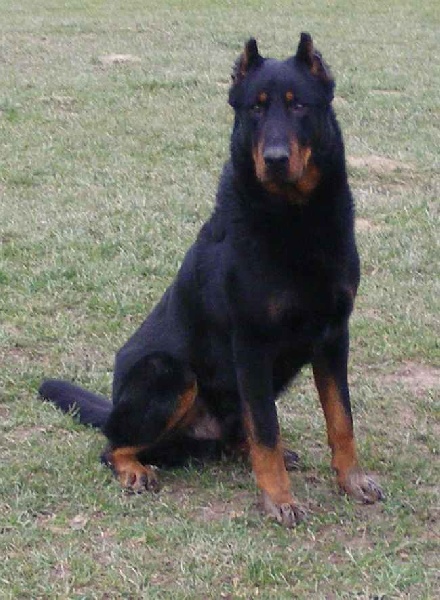 Publication : Des loups du coin de la fontaine Auteur : ww;canilandes.fr