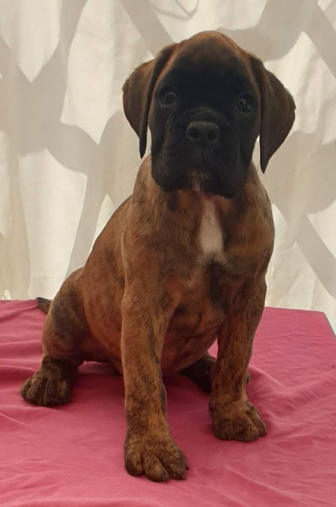 Chiot Boxer Pippo Male Bringe Dore Male Disponible En Nouvelle Aquitaine 40 Landes Toutes Les Portees Les Chiots De Race Les Eleveurs Et Chiens De Race Sont Sur Chiens De France Com