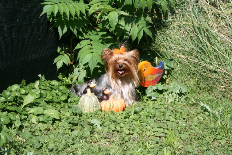 Publication : du Rocher de la Barmaz Auteur : G.D.