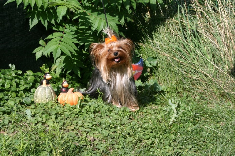 Publication : du Rocher de la Barmaz Auteur : G.D.