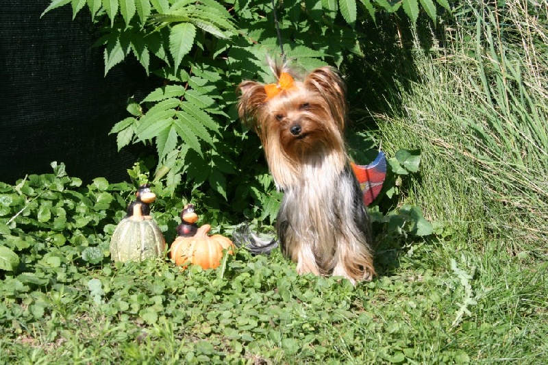 Publication : du Rocher de la Barmaz Auteur : G.D.