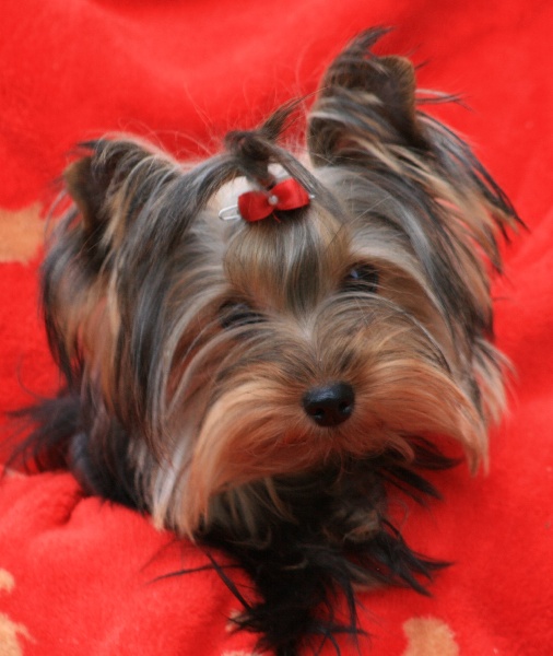 Publication : du Rocher de la Barmaz Auteur : G.D.