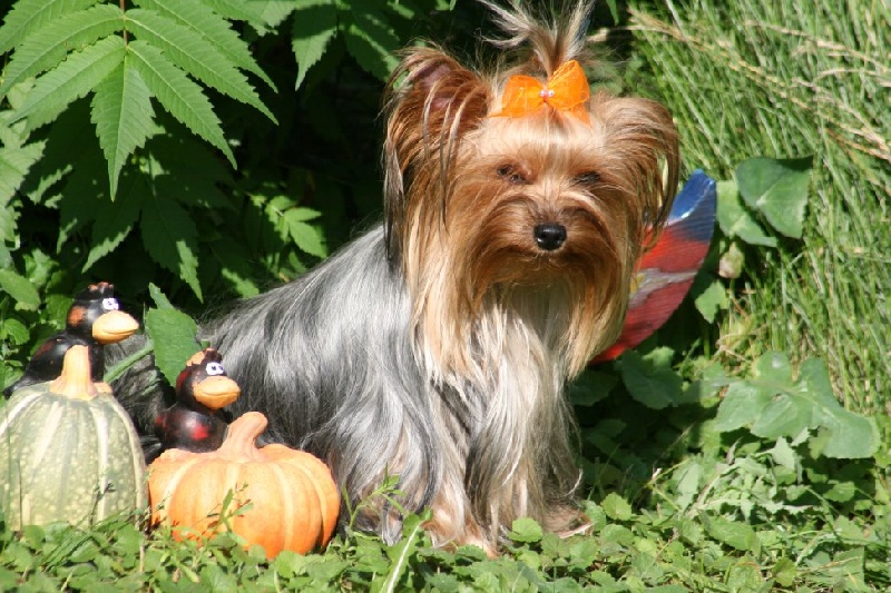 Publication : du Rocher de la Barmaz Auteur : G.D.