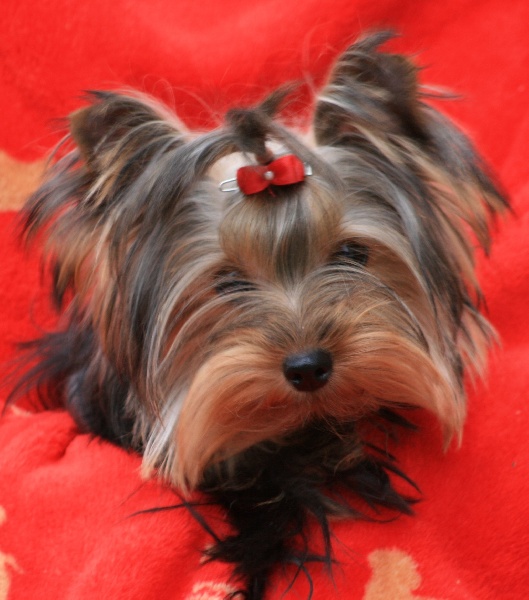 Havana du Rocher de la Barmaz - 1ère Très Prometteur, meilleur bébé