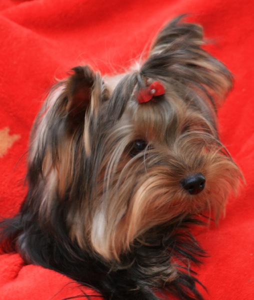 Havana du Rocher de la Barmaz - 1ère Très prometteur, championne bébé du Club