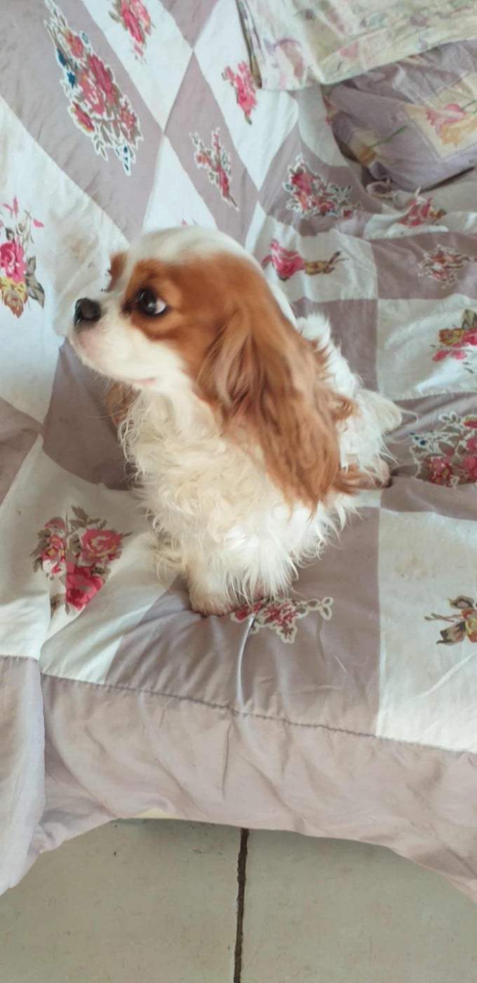 Publication : du Val de Courame Auteur : le val de courame