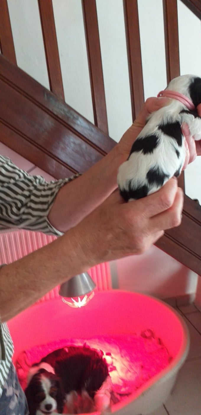 Cavalier King Charles Spaniel - du Val de Courame
