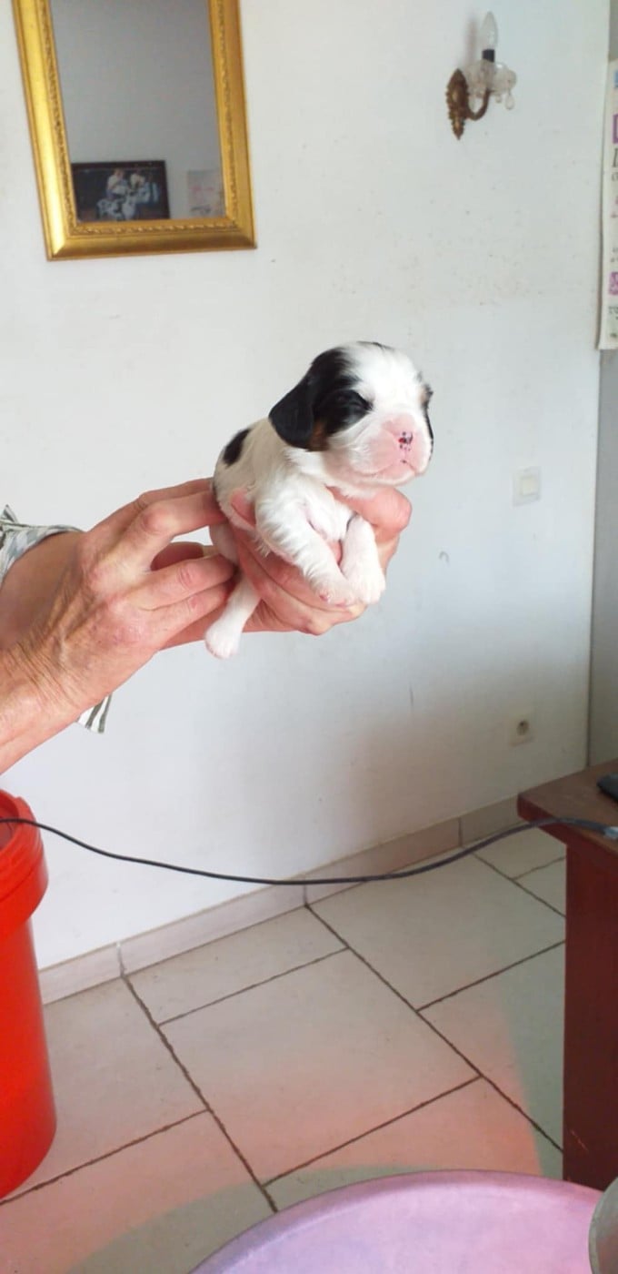 Cavalier King Charles Spaniel - du Val de Courame