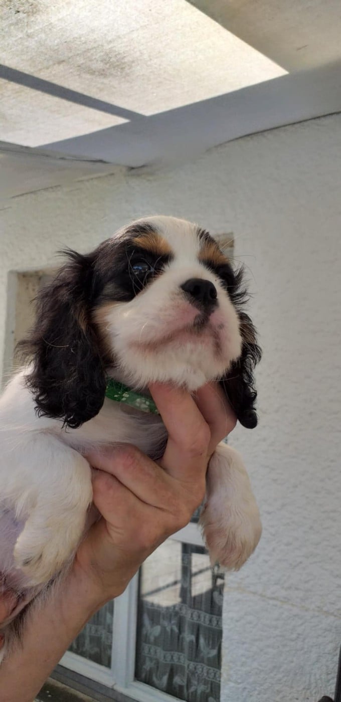 CHIOT 1