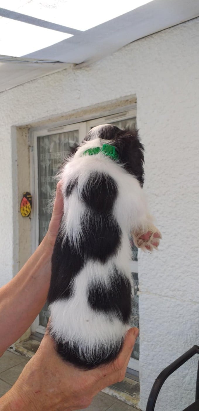CHIOT 1