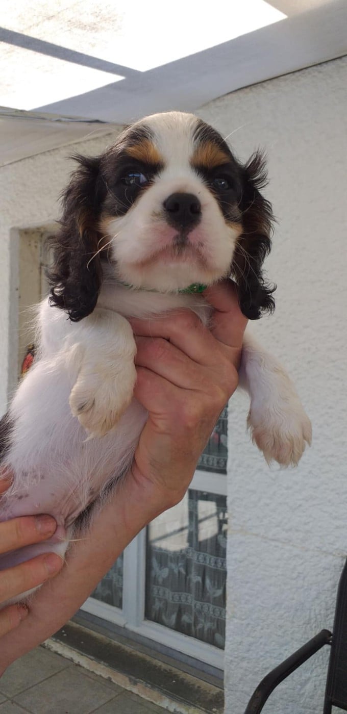CHIOT 1