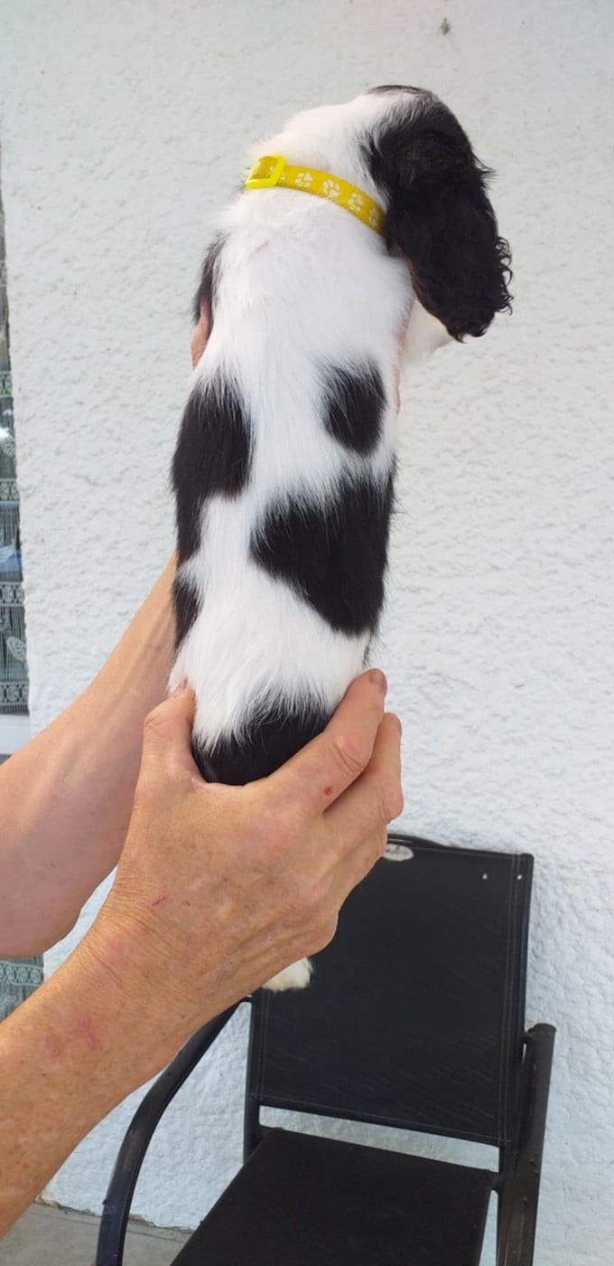 CHIOT 2