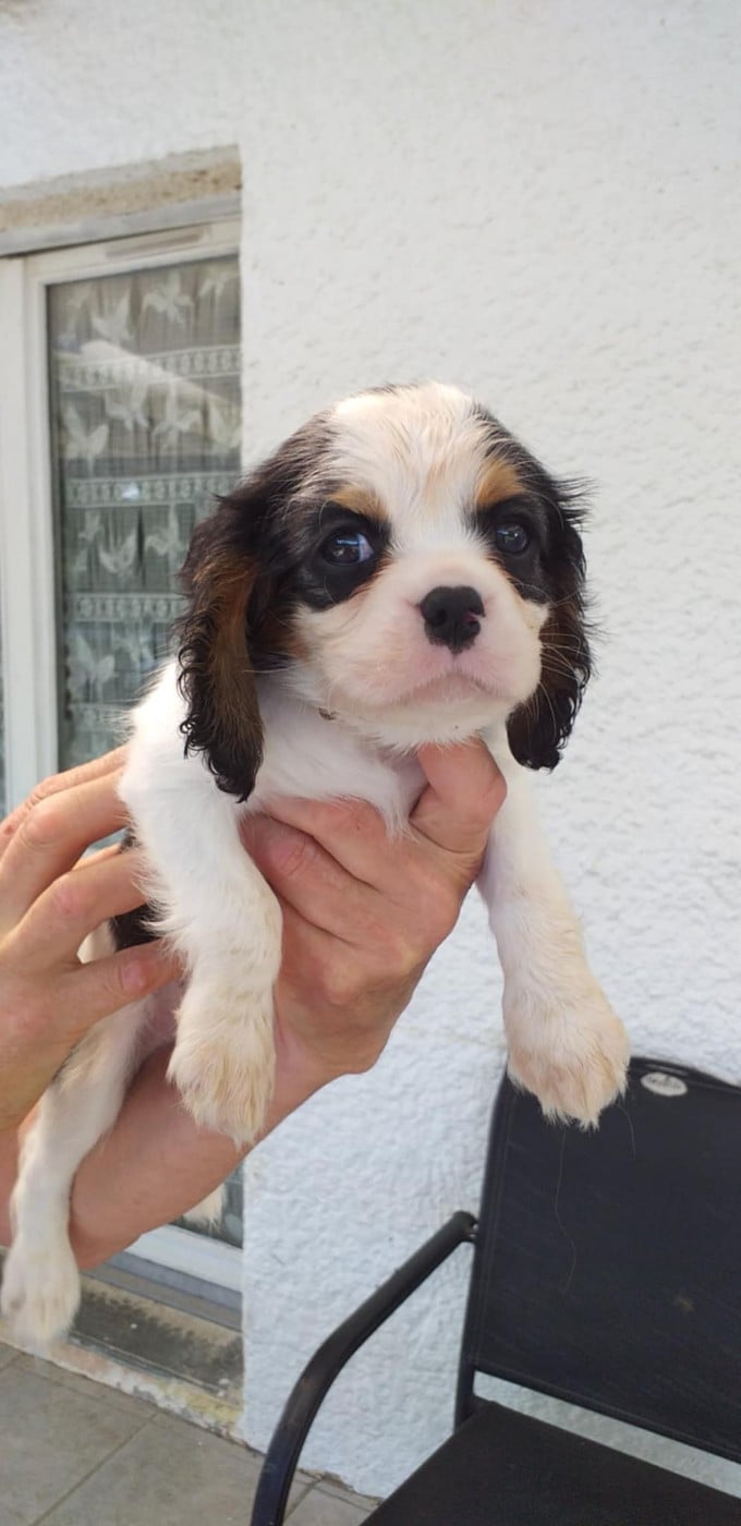 CHIOT 2