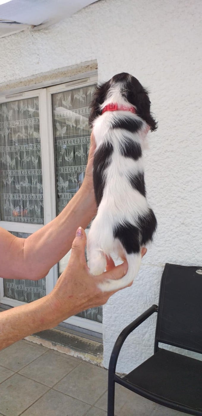 CHIOT 3