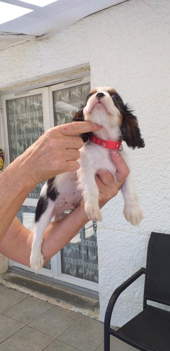 CHIOT 3