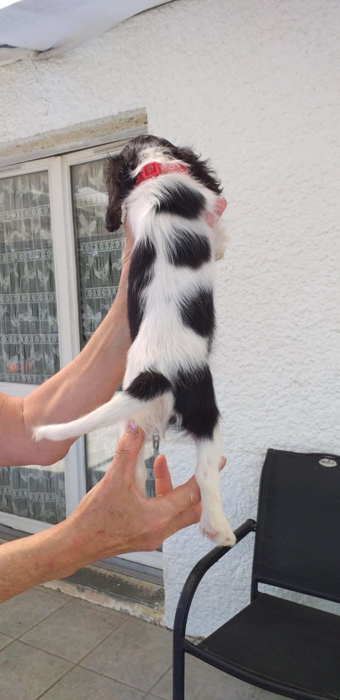 CHIOT 3