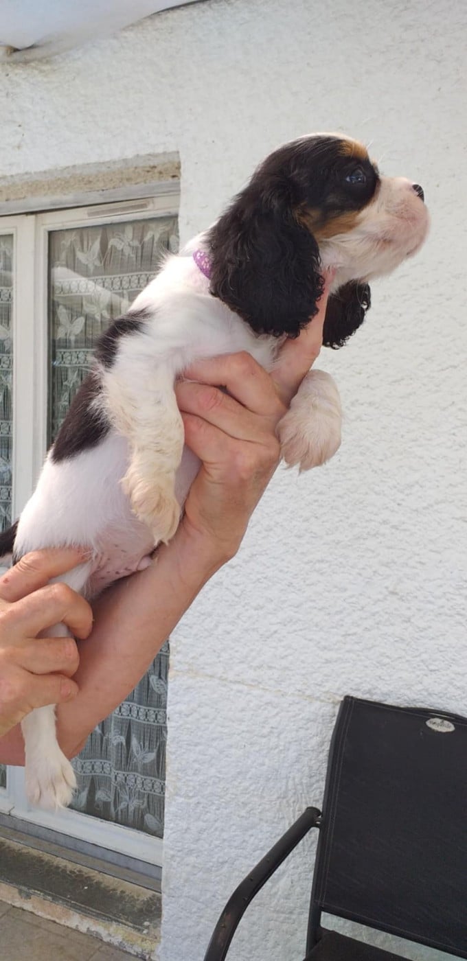 CHIOT 4