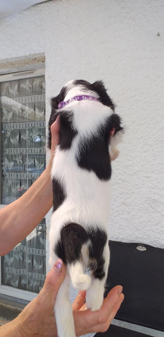 CHIOT 4