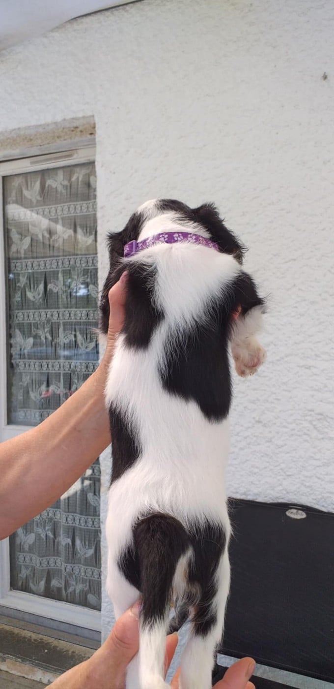 CHIOT 4
