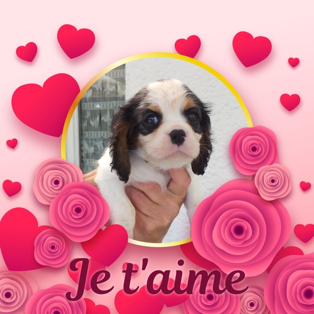 Cavalier King Charles Spaniel - du Val de Courame