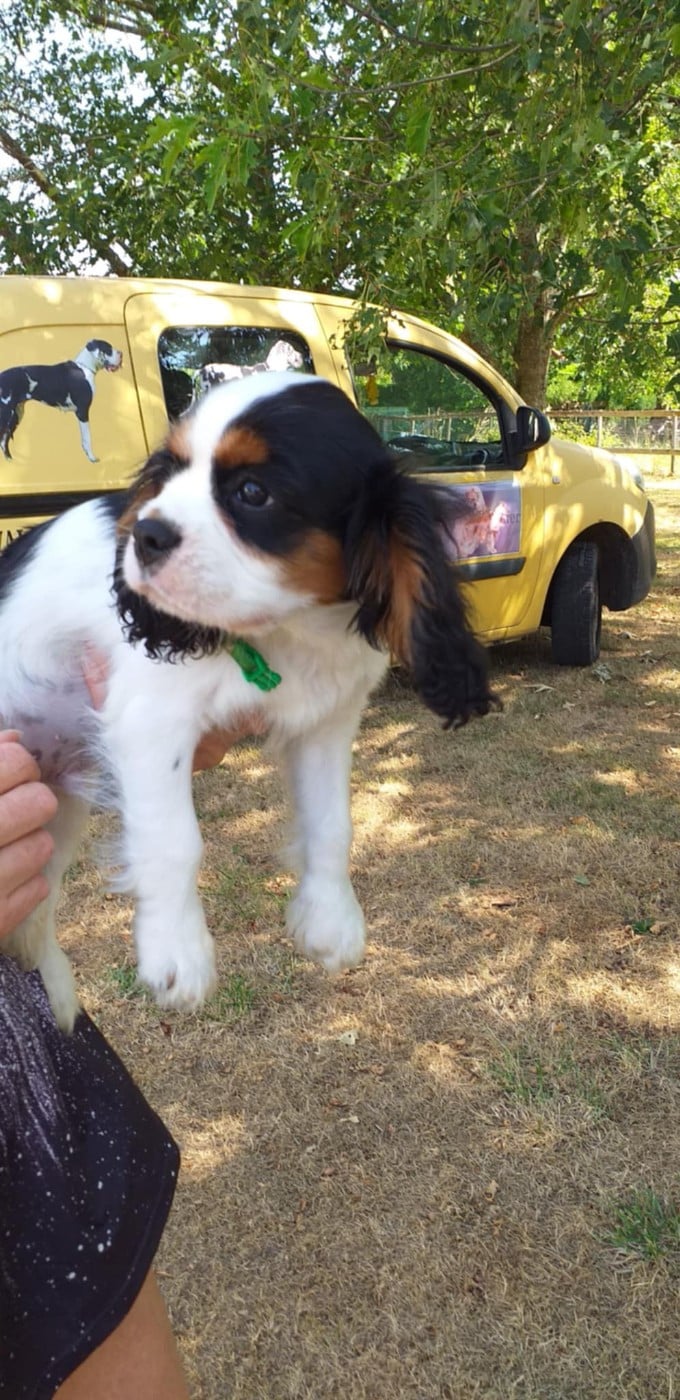 CHIOT 1
