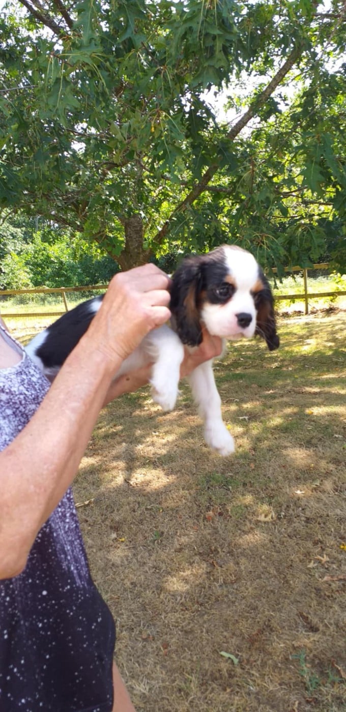 Cavalier King Charles Spaniel - du Val de Courame