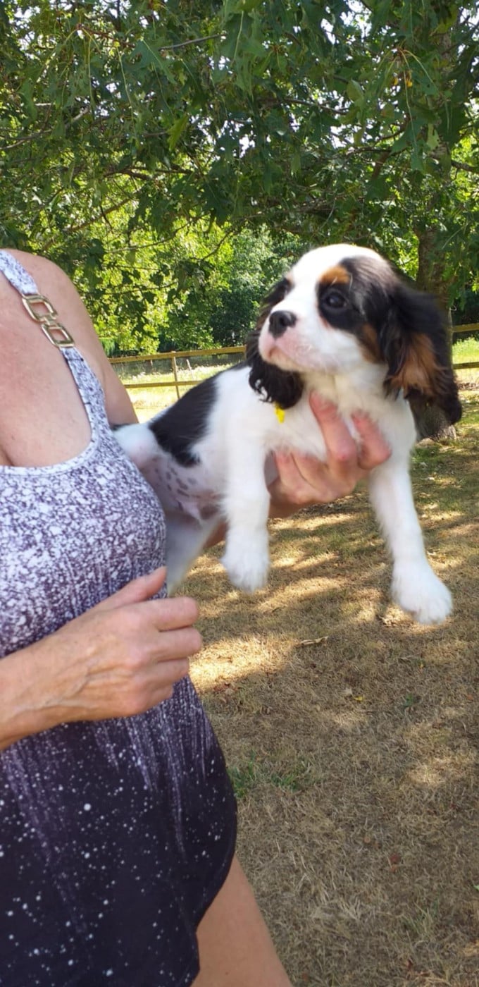 CHIOT 2