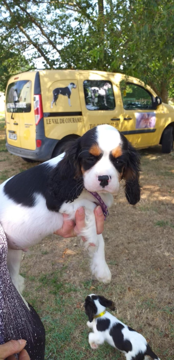 CHIOT 4