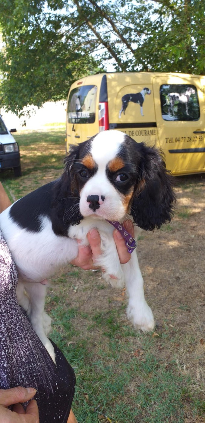 CHIOT 4