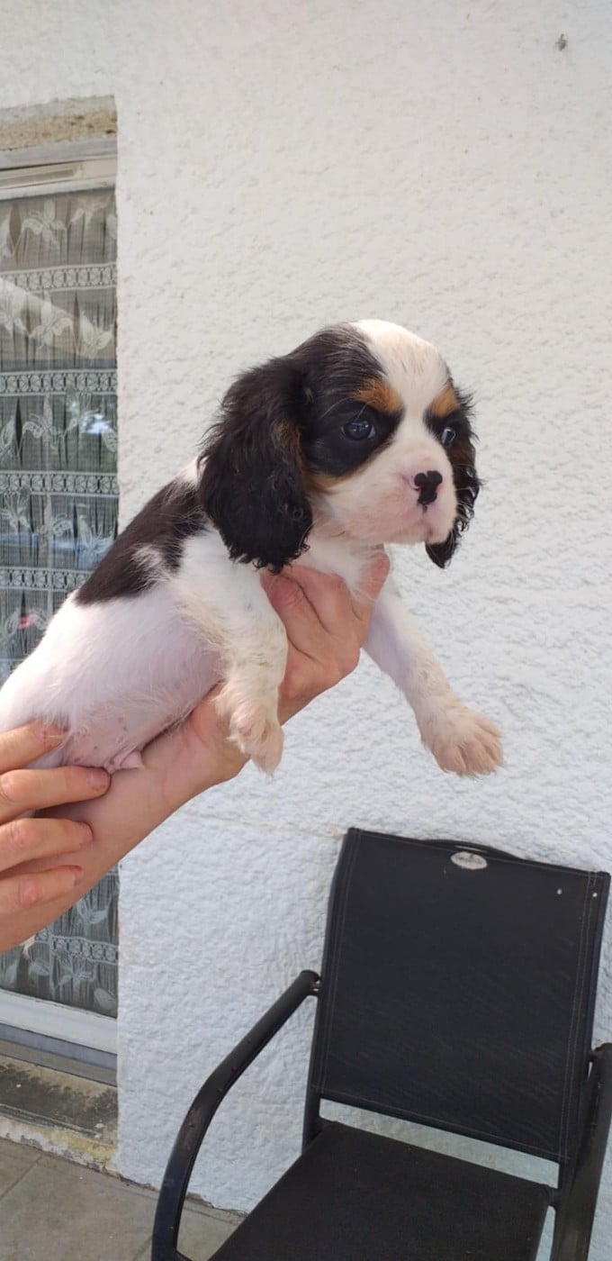 CHIOT 4