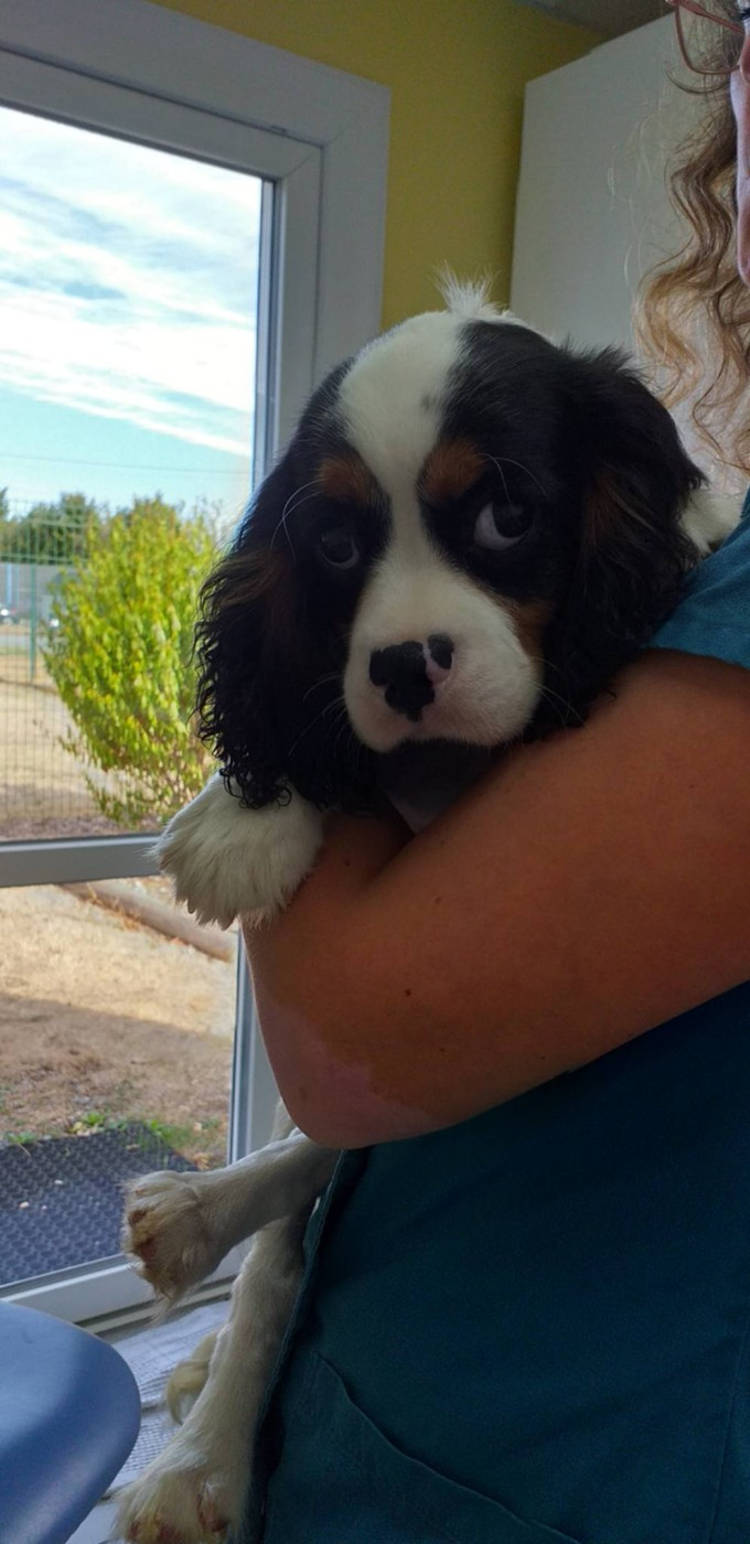 CHIOT 4