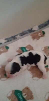 Les chiots de Cavalier King Charles Spaniel