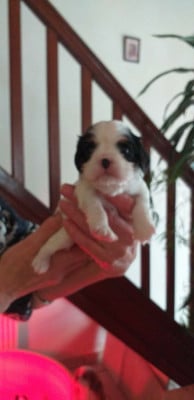 Les chiots de Cavalier King Charles Spaniel