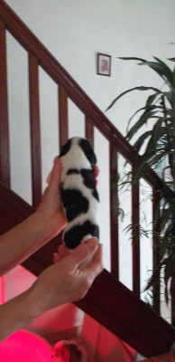 Les chiots de Cavalier King Charles Spaniel