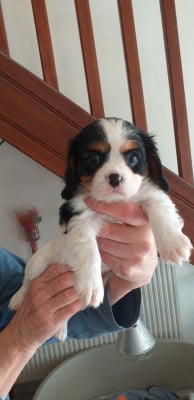 Les chiots de Cavalier King Charles Spaniel