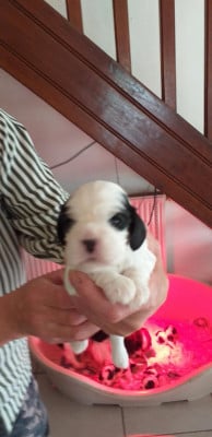 Les chiots de Cavalier King Charles Spaniel