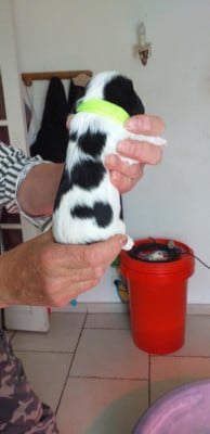 Les chiots de Cavalier King Charles Spaniel