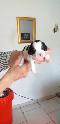 Les chiots de Cavalier King Charles Spaniel