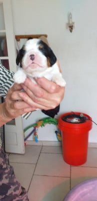 Les chiots de Cavalier King Charles Spaniel