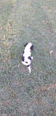 Les chiots de Cavalier King Charles Spaniel