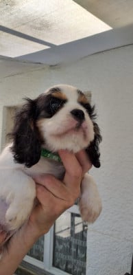 Les chiots de Cavalier King Charles Spaniel