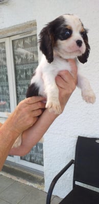Les chiots de Cavalier King Charles Spaniel