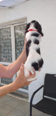 Les chiots de Cavalier King Charles Spaniel