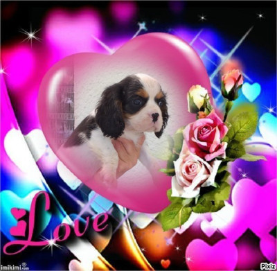 Les chiots de Cavalier King Charles Spaniel