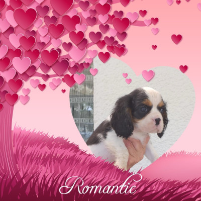 Les chiots de Cavalier King Charles Spaniel