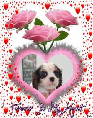 Les chiots de Cavalier King Charles Spaniel